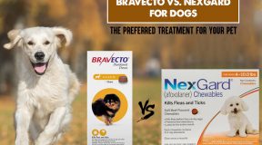 Bravecto-vs-NexGard-canada-vet-express