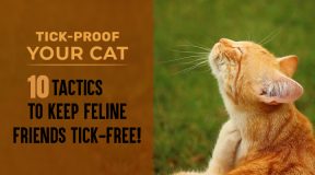 Tick-Proof Your Cat: 10 Tactics to Keep Feline Friends Tick-Free!