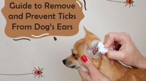 Guide-to-Remove-and-Prevent-Ticks-From-Dogs-Ears