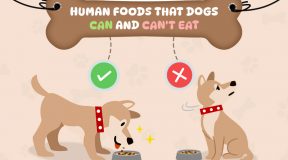 human-food-Dog-cat-Eat