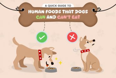 human-food-Dog-cat-Eat