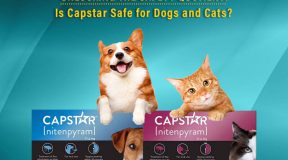 Is-Capstar-Safe-for-dog-cat