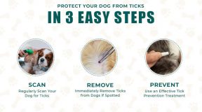 How-to-Prevent-Ticks-on-dogs