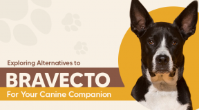 Exploring Alternatives to Bravecto for Your Canine Companion