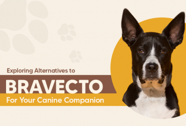 Exploring Alternatives to Bravecto for Your Canine Companion