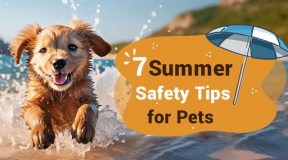 Summer-Safety-Tips-For-Pets