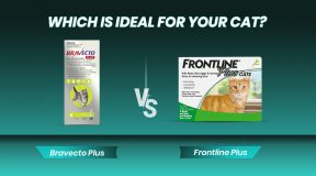 Bravecto Plus or Frontline Plus Which is Ideal for Your Cat