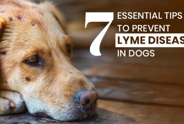 Essential Tips to Prevent Lyme Disease in Dogs