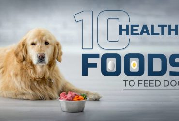 What food should I feed my dog?