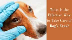 What Is the Effective Way to Take Care of Dog's Eyes?