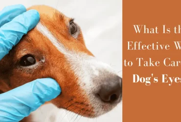 What Is the Effective Way to Take Care of Dog's Eyes?