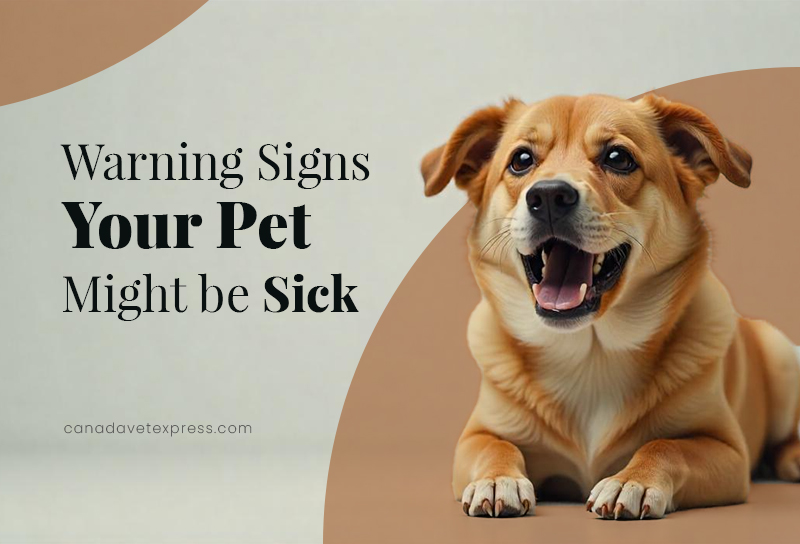 Warning Signs Your Pet Might Be Sick