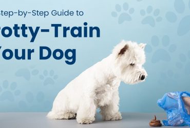 How to Potty Train Your Dog Step-by-Step Guide for Quick Results