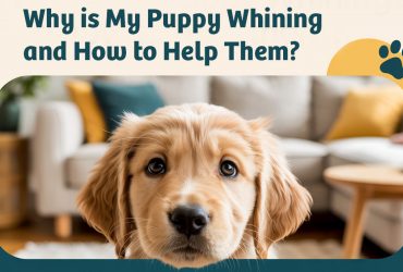 Why is My Puppy Whining