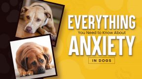 Dog Anxiety Explained Causes, Symptoms & Best Ways to Help Your Pup