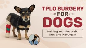 TPLO Surgery for Dogs Helping Your Pet Walk, Run, and Play Again