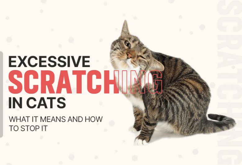 Picture of Excessive Scratching in Cats: Causes, Symptoms & Treatments