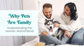 Why Pets Are Family Understanding the Human–Animal Bond