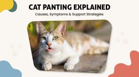 Panting in Cats Signs, Risks, and How to Help