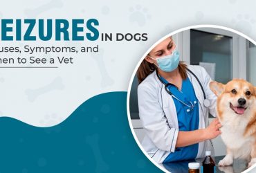 Seizures in Dogs Causes, Symptoms & When to See a Vet