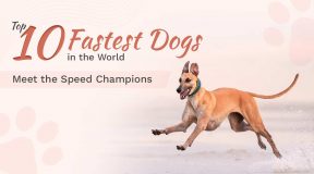 Top 10 Fastest Dogs in the World