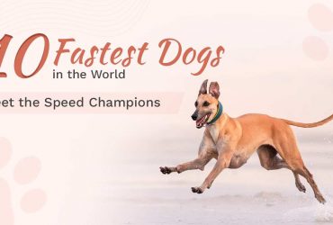 Top 10 Fastest Dogs in the World