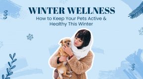 Winter Pet Wellness How to Keep Your Pets Active & Healthy