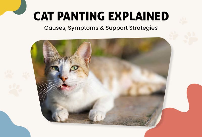 Panting in Cats: Signs, Risks, and How to Help