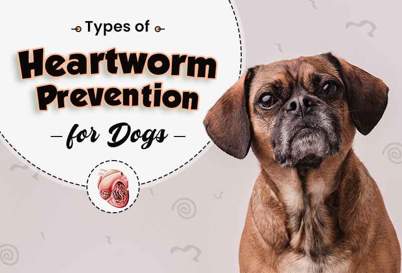 Types of Heartworm Prevention for Dogs Chewables, Topicals, and Injections