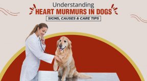 Understanding Heart Murmurs in Dogs Signs, Causes & Care Tips