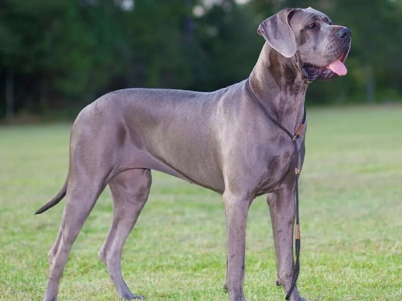 Great Dane Dog Breed Prone to Bloat (GDV)