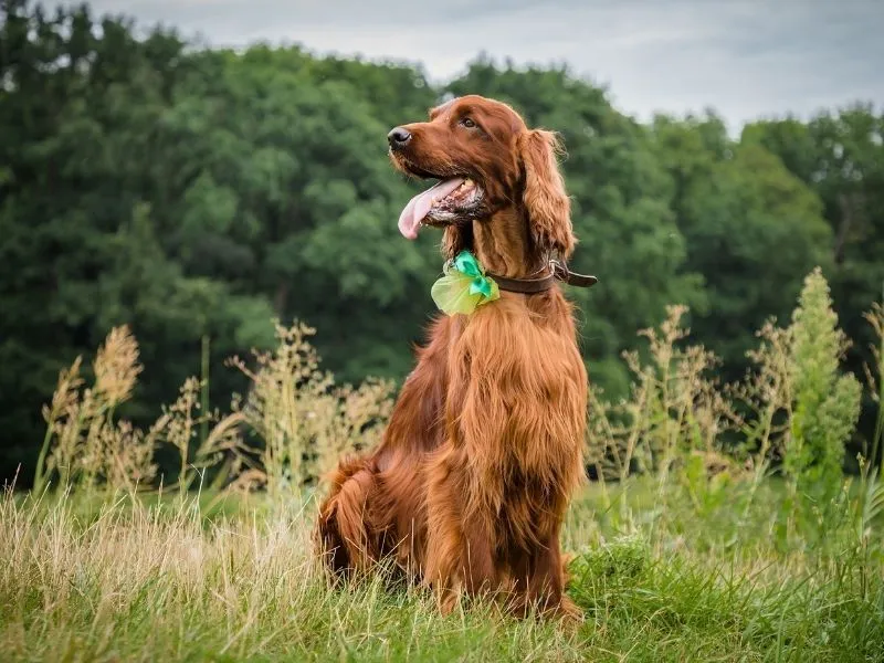 Irish Setter Dog Breed Prone to Bloat (GDV)