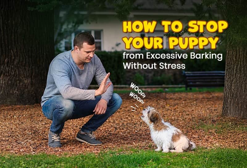 How to Stop Your Puppy from Excessive Barking Without Stress