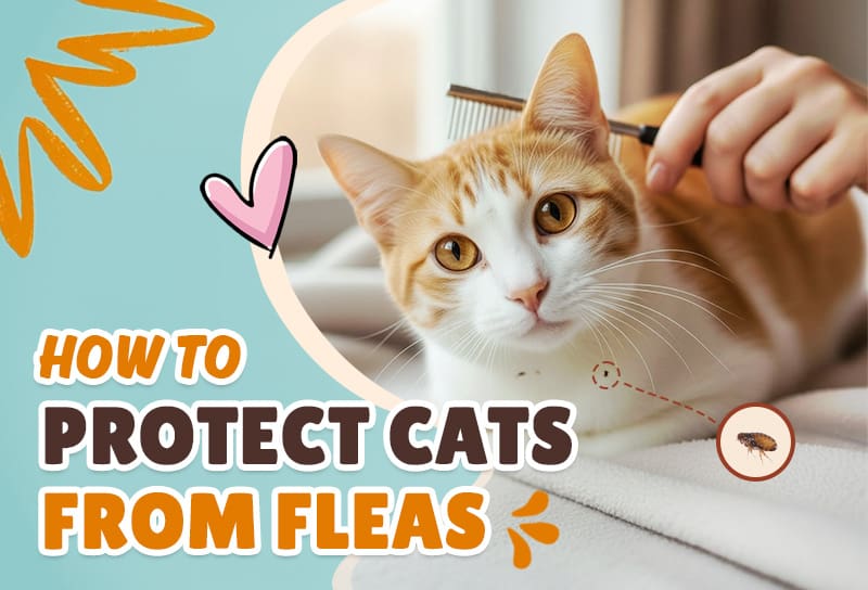 How to Protect Cats from Fleas