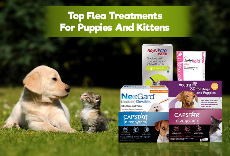 Top Flea Treatments For Puppies And Kittens